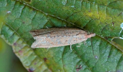 Bactra sp.